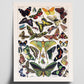 Vintage Butterfly Illustration Poster