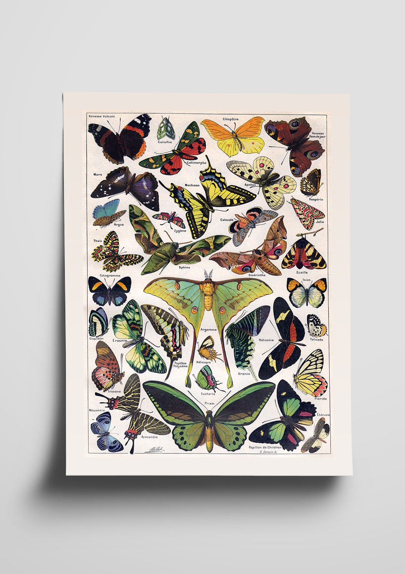 Vintage Butterfly Illustration Poster