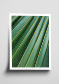 Botanical Poster 1011